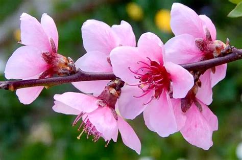 桃花寓意|桃花的寓意和象征（桃花）